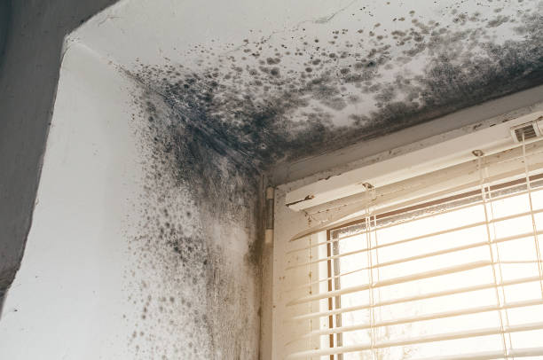 Affordable Basement Mold Removal solutions in Pottersdale, PA